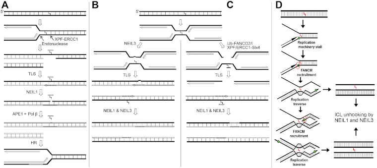 Réparation des pontages inter-brins de l’ADN couplée à la réplication de l’ADN. 