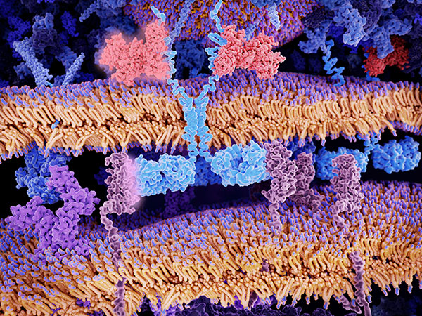 CD19 - cellules murales musculaires 