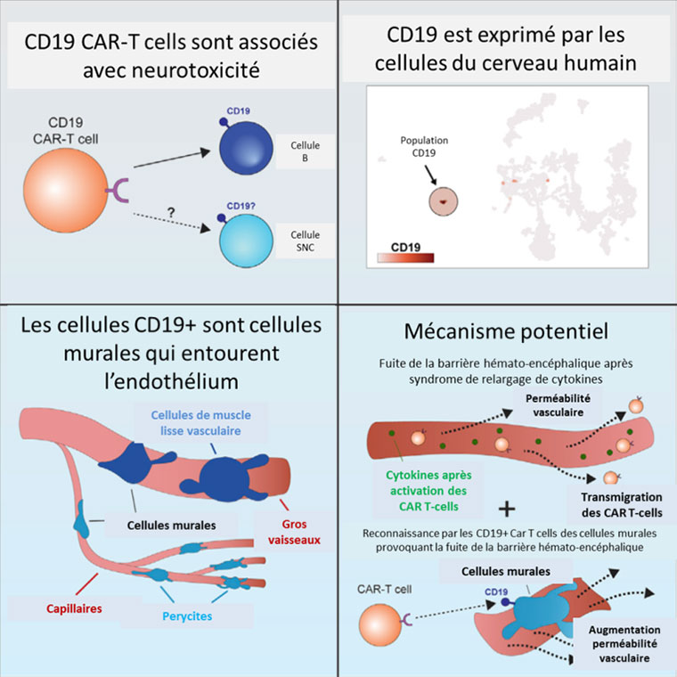 CAR-T cells 