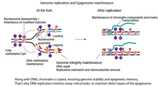 Genome replication and epigenome maintenance Genome replication and epigenome maintenance