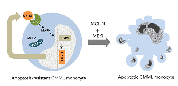 monocytes 